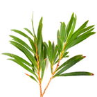 Eucalyptus oil