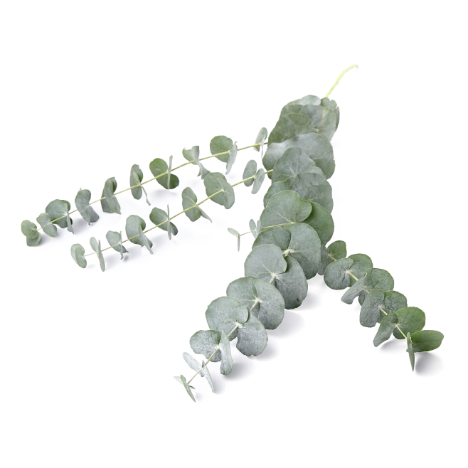 Eucalyptus Oil
