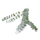 Tea tree oil